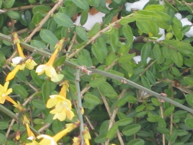 Jasmin po snijegom
